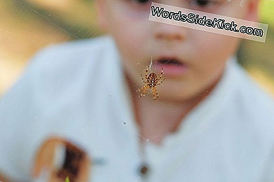 Baby Arachnophobia: Tots 