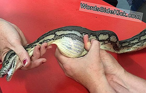 Crikey! Australian Python Engulfs Tennis Ball