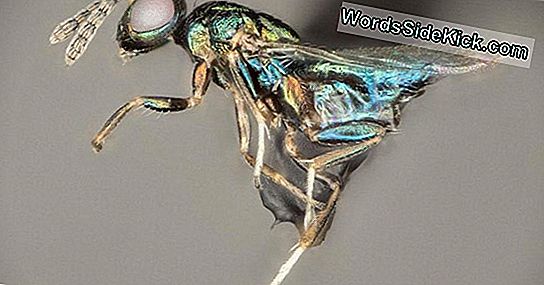 'Crypt-Keeper Wasp' Ev Sahibi'Ni Kendini Kurban Eden Bir Zombiye Döndürüyor