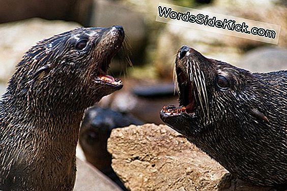 Gulls 'Baby Seal Poop Sevgisi Gouged Butts'A Yol Açar