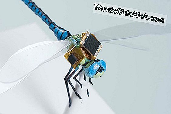 Robodragonfly: Tiny Backpack Trasforma Gli Insetti In Un Cyborg