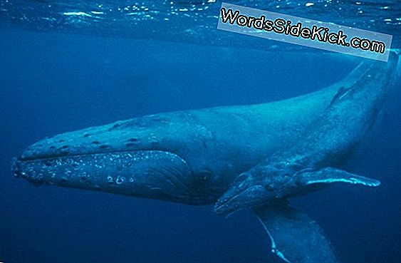 Baby Humpback Whales Kan Snart Udfylde Antarktis Havene