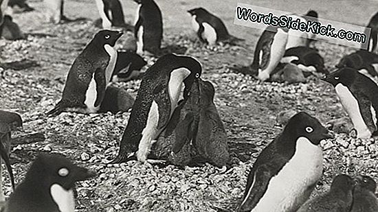 Penguins 'Explicit Sex Acts Chocked Polar Explorer