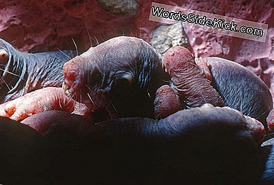 Weird: Naked Mole Rats Do Not Die Af Old Age