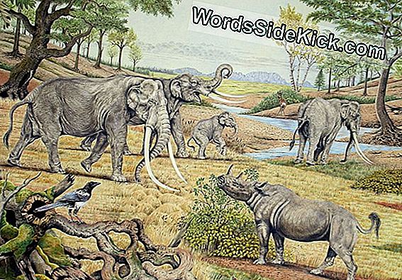 Hvordan La Brea Tar Pits Arbejde