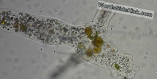 Amoebae Musta Surma Bakterid Anna Ohutu Koht Peita