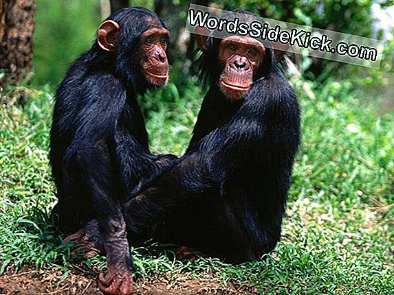 Chimps Demonstreerib Empaatiat Idaosaga