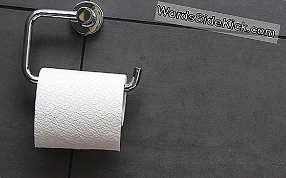 Toilettenpapier Problem: Gutes Rohmaterial Wird Ausgelöscht