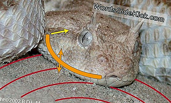 Bei Welchem Tier Sind Die Ohren Nicht Symmetrisch Haben Schlangen Ohren? - 2025 | Tiere