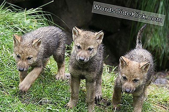 Gray Wolf Pups Geboren Im Schottischen Zoo