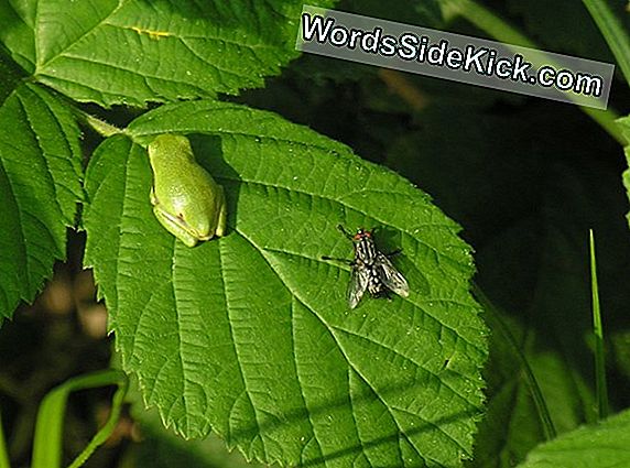 Gefährdeter Laubfrosch Brachte Erstmals Gefangenschaft Ein