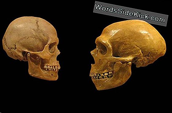 Neandertaler Starben Früher Als Gedacht