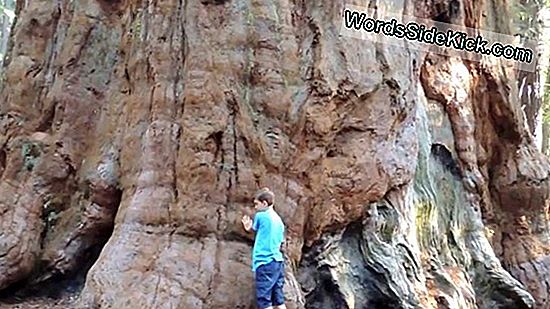 Ist Dieser 158 Jahre Alte Redwood Der Älteste Lebende Weihnachtsbaum In Großbritannien?
