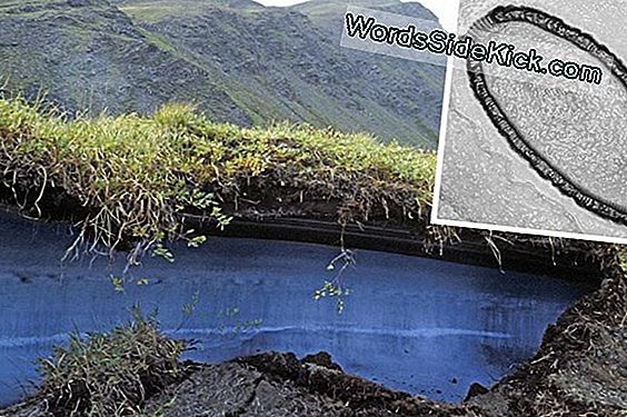 Riesenvirus Nach 30.000 Jahren Aus Permafrost Wiederbelebt