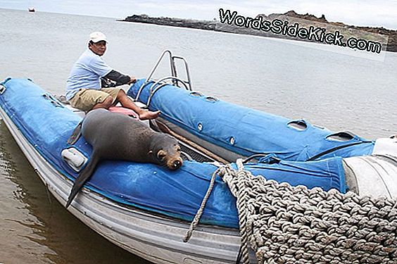 Eingeweide Des Galapagos-Vulkans In 3D-Bildern Offenbart