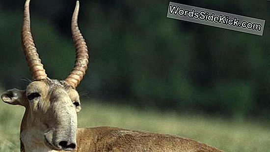 60.000 Antilopen Starben In 4 Tagen - Und Niemand Weiß Warum