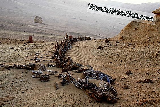Fotos: Weird 4-Legged Snake War Eine Vorübergehende Kreatur