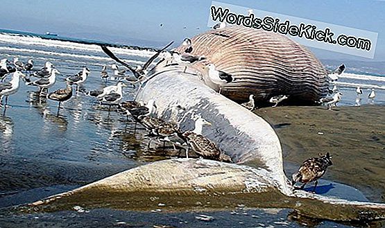 Was Ist Der Größte Wal Der Welt?