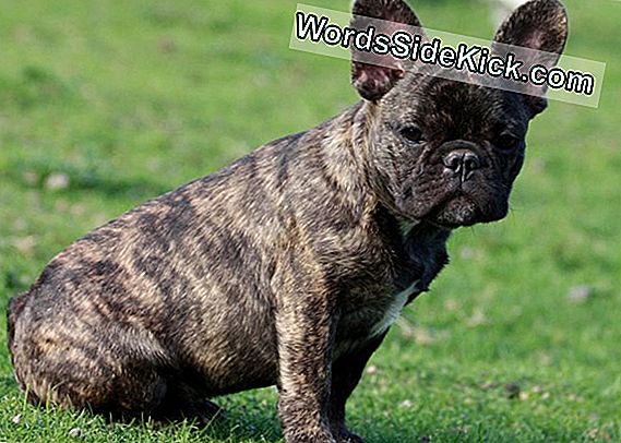 Große Klitoris Der Bulldogge Wirft Genetisches Geheimnis Auf