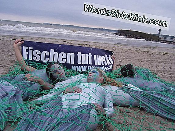 Fühlen Fische Schmerzen? Die Debatte Geht Weiter