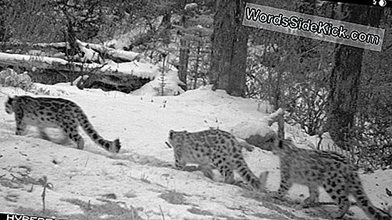 Elusive Snow Leopards Fotografiert, Kamera Stehlen
