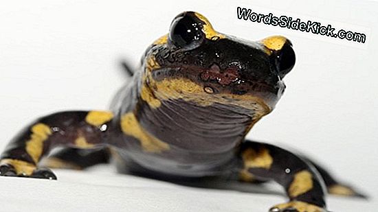Fakten Über Salamander