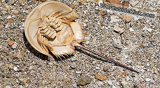 Fossil Der Knuddeligen Kleinen Hummer Entdeckt