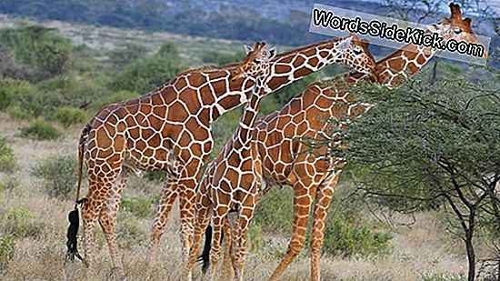 Giraffen Sind Vom Aussterben Bedroht