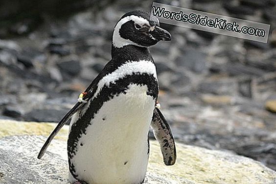 Magellanic Penguins Koguvad 2 Miljonit Tonni Mereannid Igal Aastal