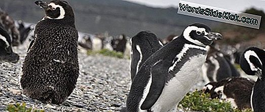 Pinguine Eroberten Neuseeland Rasch, Nachdem Menschen Rivalen Aßen