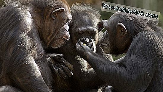 Planet Der Affen: Können Schimpansen Wirklich Auf Waffen Schießen?