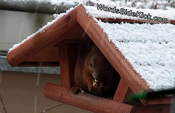 Säbelverzahntes Eichhörnchen Sah Aus Wie 'Eiszeit' Scrat