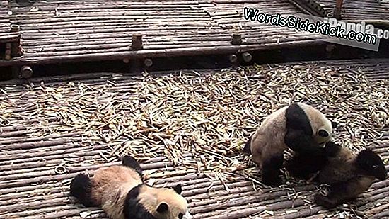 Video: Entzückendes Baby Panda Liebt Es, Herumzurollen