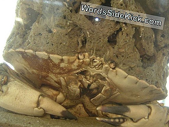 Behaarte Krabben Und Andere Bizarre Kreaturen Im Tiefsee-Raucher Gefunden