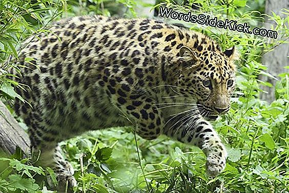 Neuer Jaguar Kommt Im Zoo Von Edinburgh An