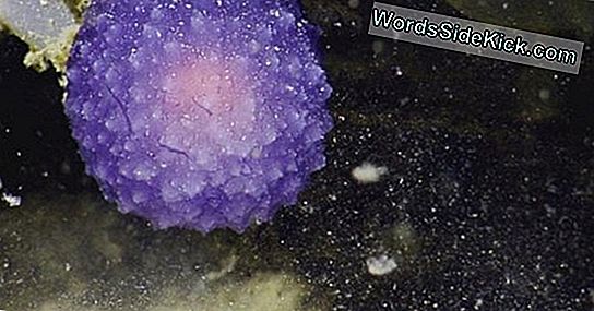 Salaperäinen Purple Sea Orb Stymies Tutkijat