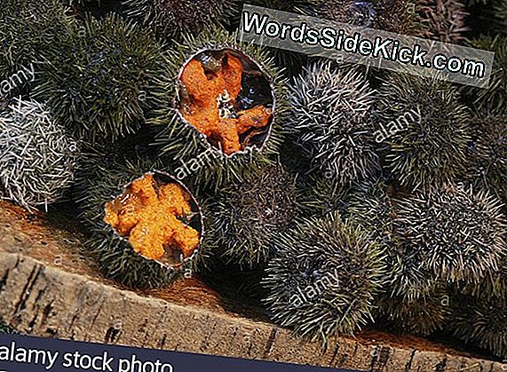 Sea Urchins Zeigen Die Inneren Abläufe Der Entwicklung