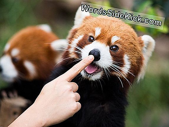 Adorable 'Panda' Schweinswal Könnte Schon 2018 Aussterben