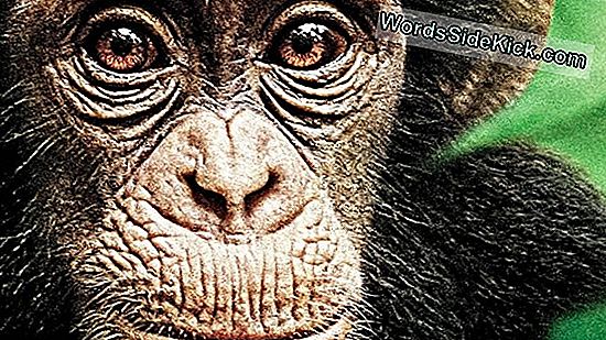 Schimpansen Töten, Verstümmeln Und Können Ein Mitglied Der Eigenen Gruppe Ausnehmen
