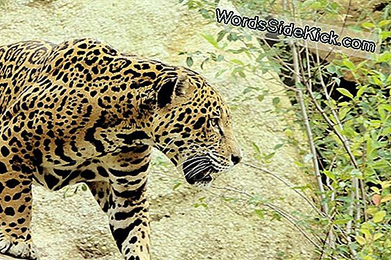 Jaguar Facts: Größte Katze In Amerika
