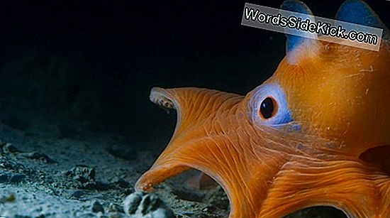 Erste Videos Von Deep Sea Squid Enthüllen Einen Aggressiven Raubtier