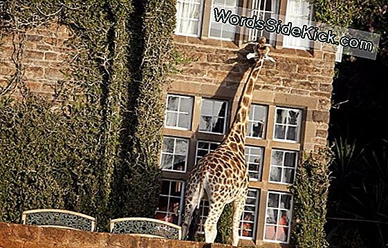 Was Sie Erwartet, Wenn Ihre Giraffe Erwartet