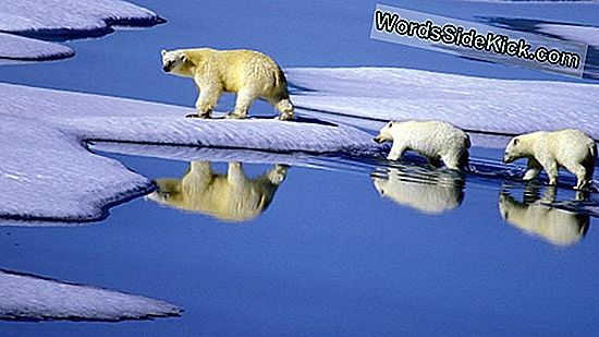 Vom Menschen Verursachter Klimawandel 2016 Zu Heiß Gemacht