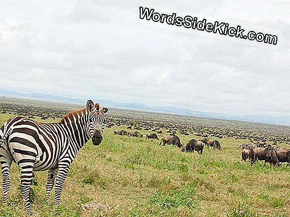 Die Serengeti Einfache Fakten Ber Nationalpark Tiere 2024   Serengeti Plain Facts About National Park Animals 