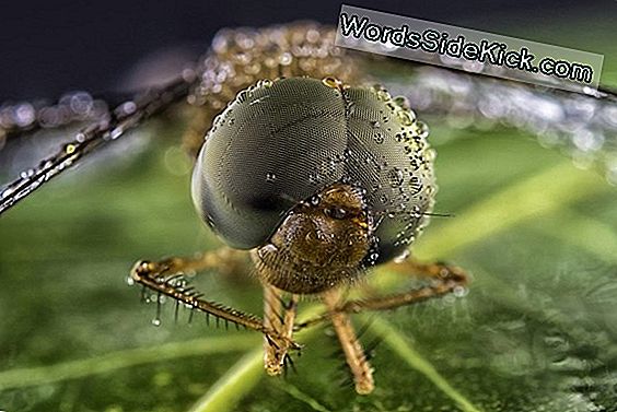 Robodragonfly: Winziger Rucksack Macht Aus Insekt Einen Cyborg