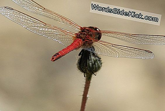 Winzige Unterwasser-Roboter Bieten Einen Beispiellosen Blick Auf Die Weltmeere