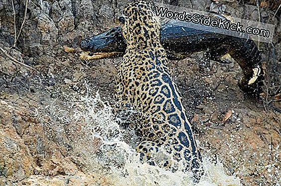 3-Legged Jaguar Bringt Cubs Im Argentina Park Zur Welt