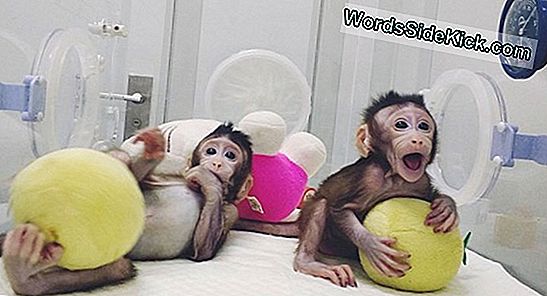 Affen Wurden Geklont, Die Den Weg Für Das Klonen Von Menschen Ebnen