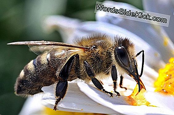 Was Ist Honig?