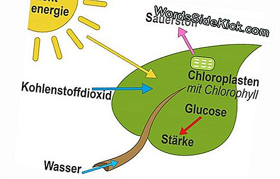 Wie Funktioniert Die Weinbereitung?